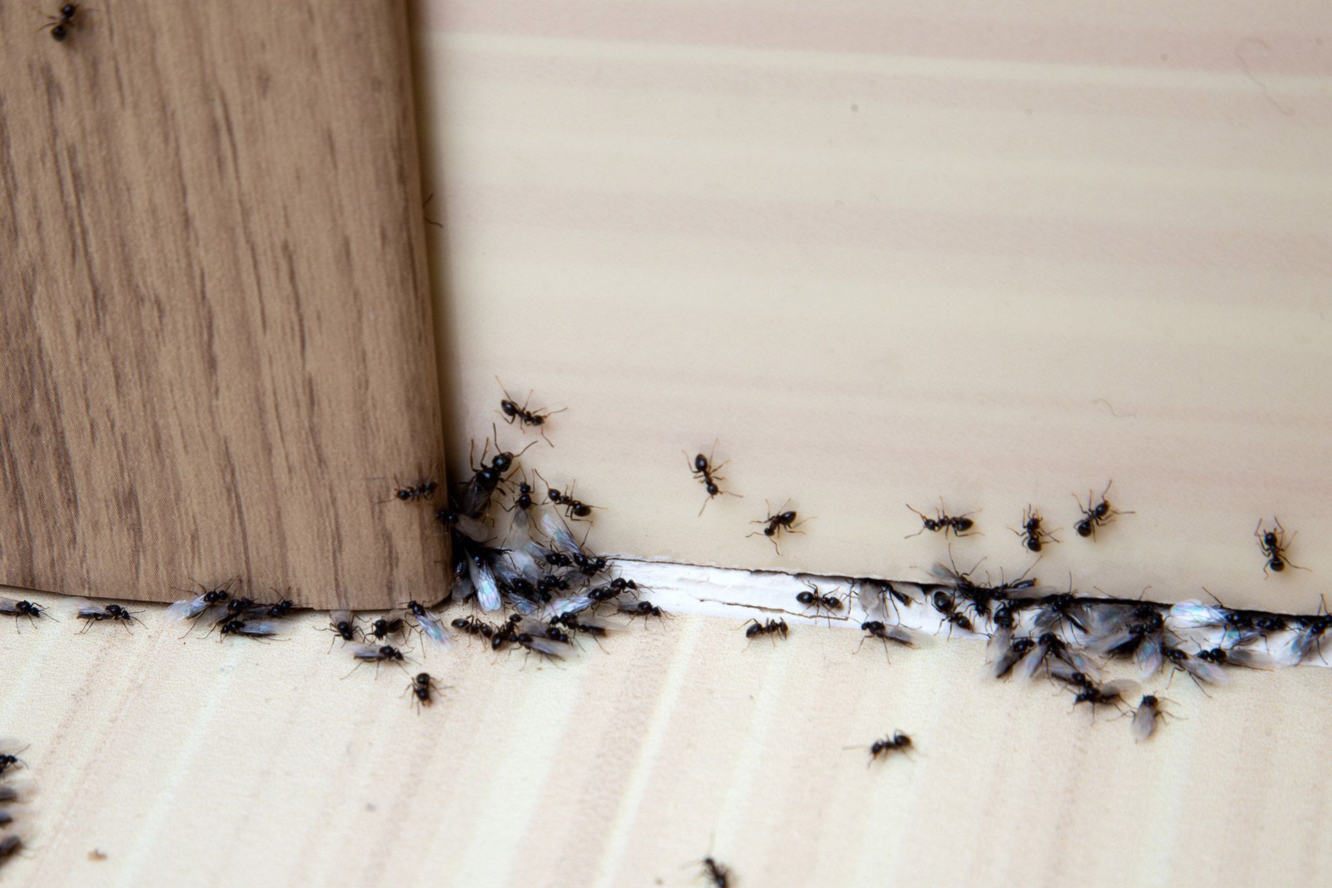 Ants — Newark, OH — All County Pest Control