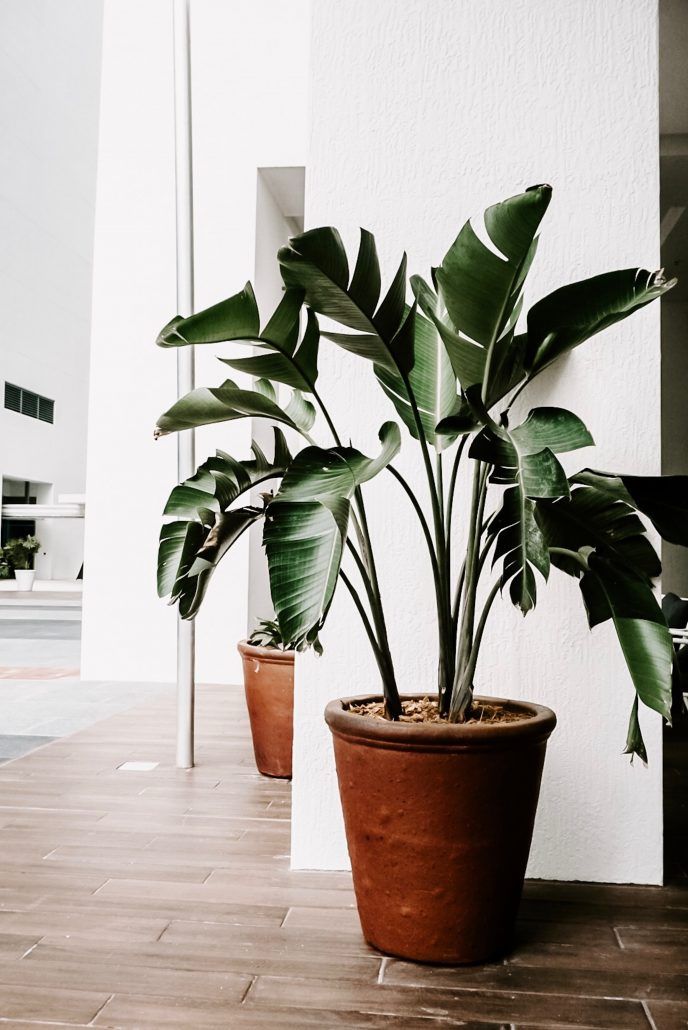 Winter Plants — Anaheim, CA — Interior Affairs