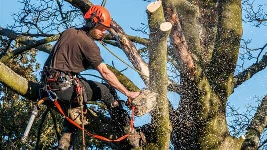 Worker cutting a tree — Topping in Lady Lake, FL