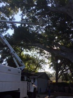 Tree Service — Lady Lake, FL — Action Tree Experts