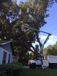 Tree Cutting — Lady Lake, FL — Action Tree Experts