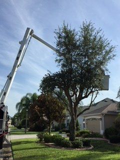Trimmed Trees — Lady Lake, FL — Action Tree Experts