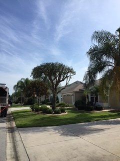 Trees Without Leaves — Lady Lake, FL — Action Tree Experts