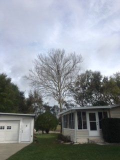 Tall Trees — Lady Lake, FL — Action Tree Experts