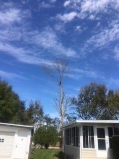 Cutted Branches of Tree — Lady Lake, FL — Action Tree Experts