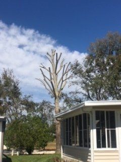Starting a Tree Service — Lady Lake, FL — Action Tree Experts