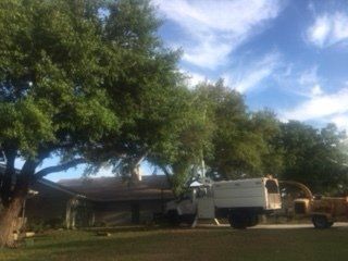 Beautiful Trees — Lady Lake, FL — Action Tree Experts