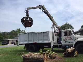 Tree Care — Lady Lake, FL — Action Tree Experts