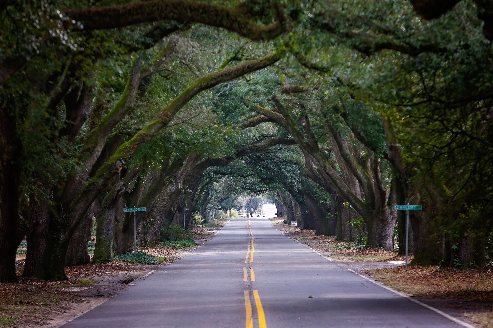 A road lined with trees on both sides of it
