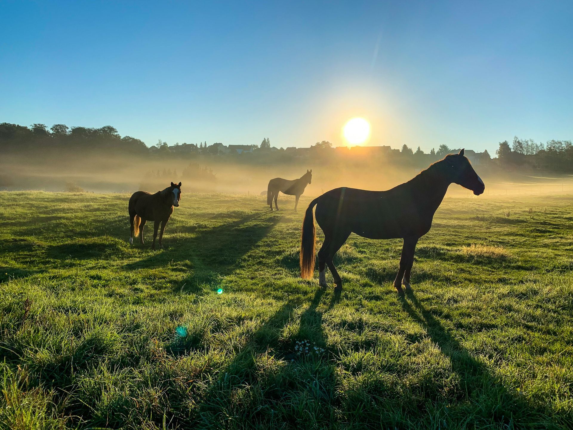 Three horses are standing in a grassy field at sunset.