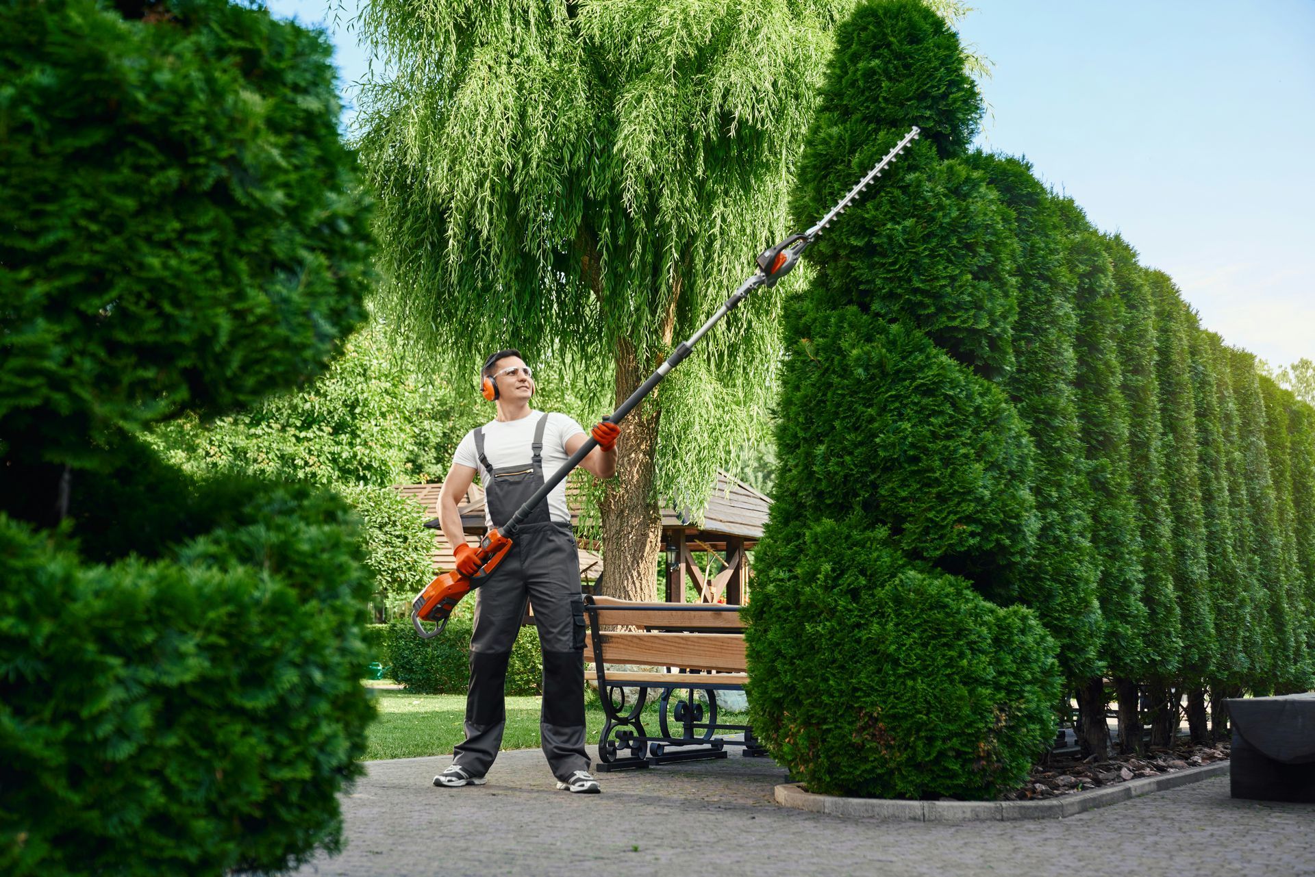 A man is cutting a tree with a hedge trimmer in a park.