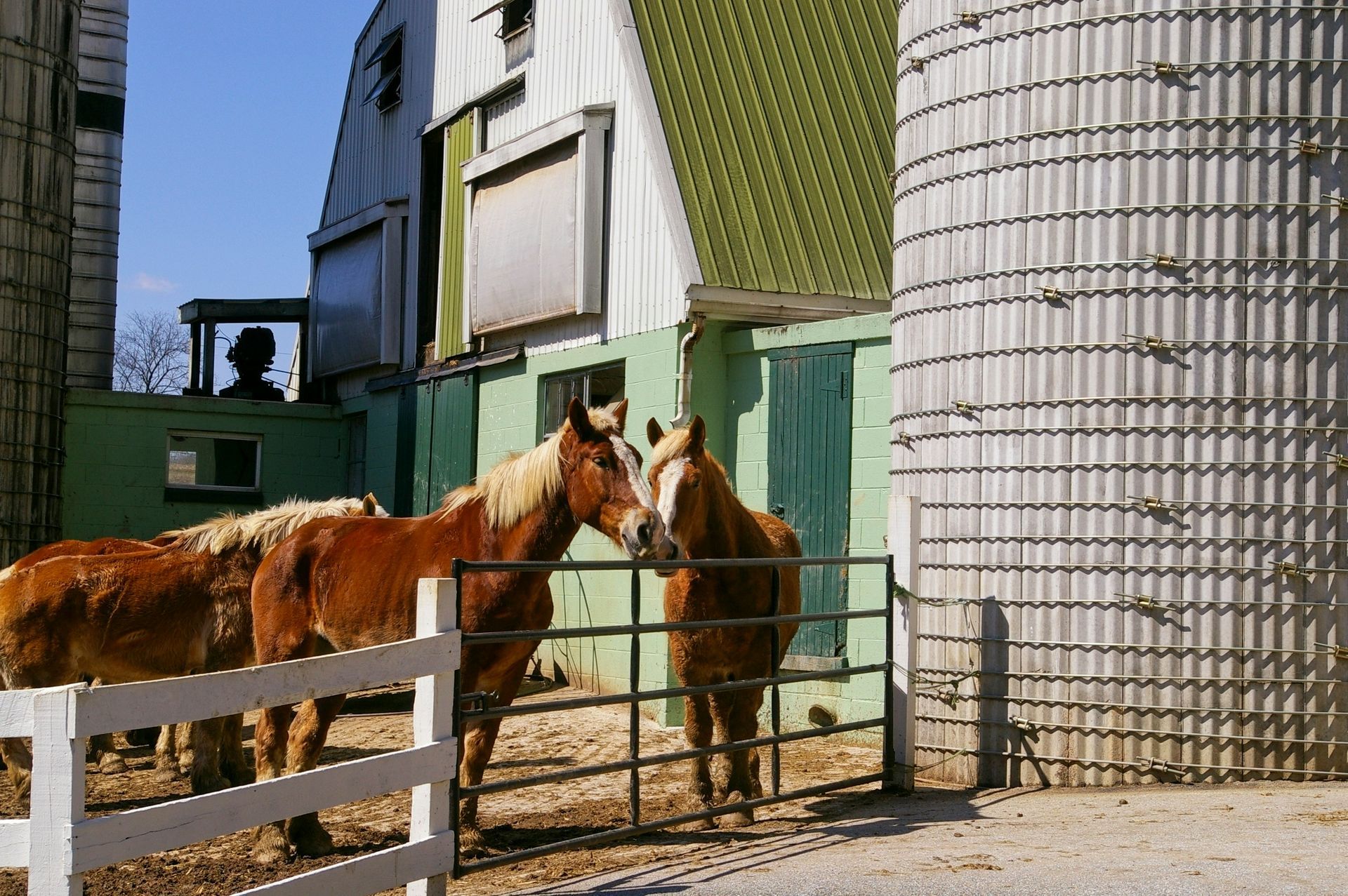 Two horses are standing next to each other in front of a barn.