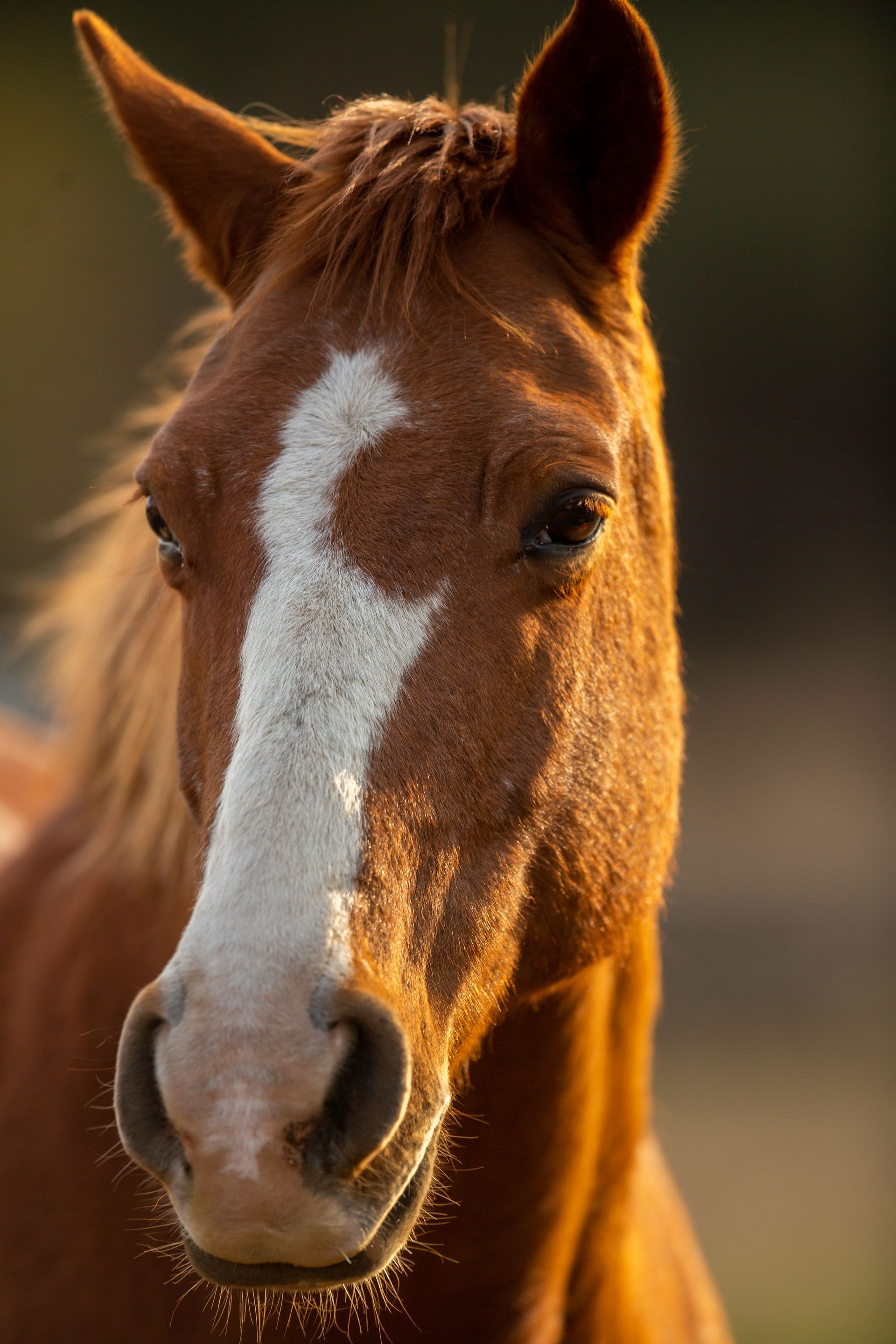 A close up of a brown horse with a white spot on its face.