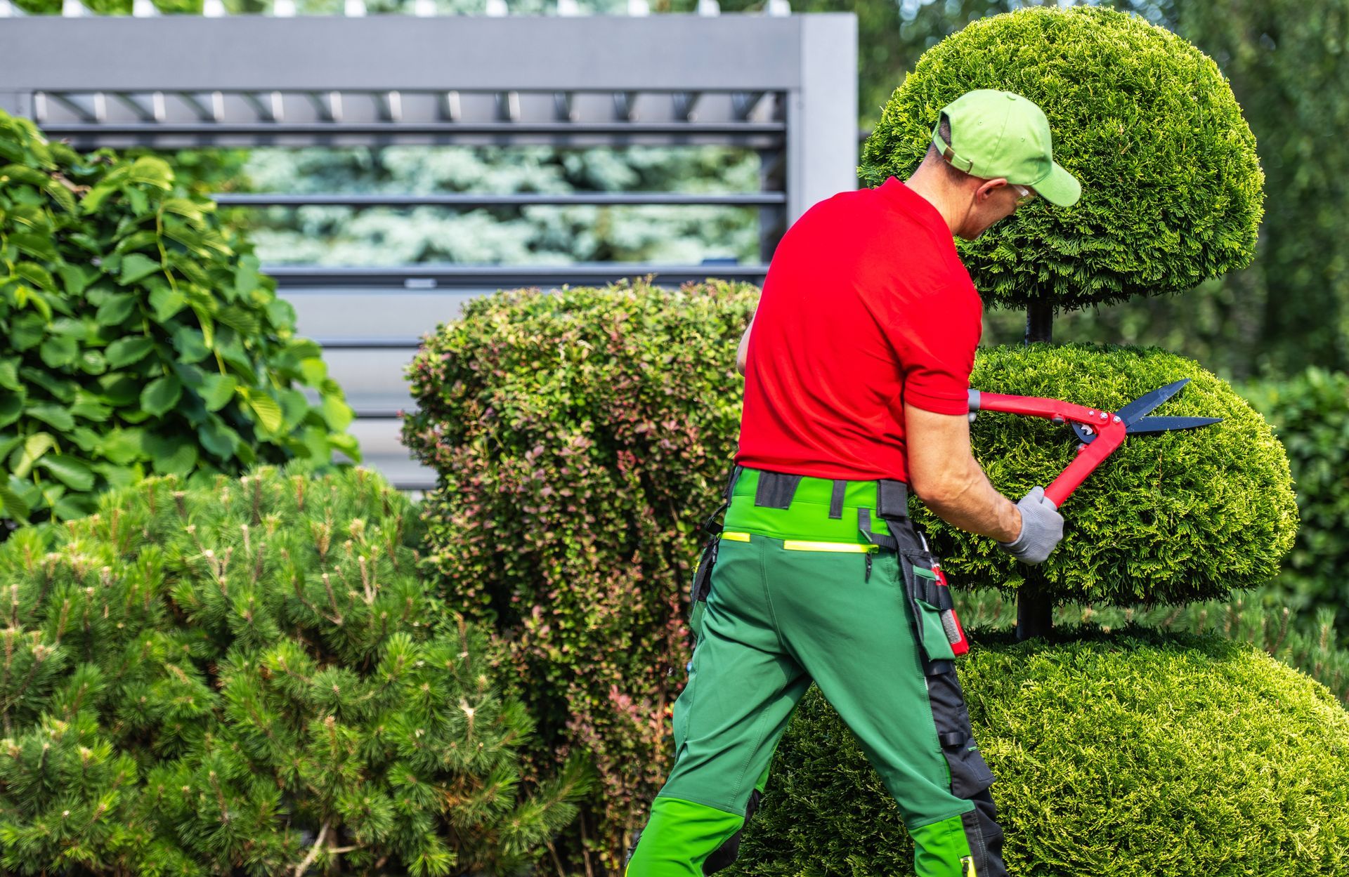 Gardener trimming round shrubs with hedge shears in a bright garden, wearing red shirt and green pants