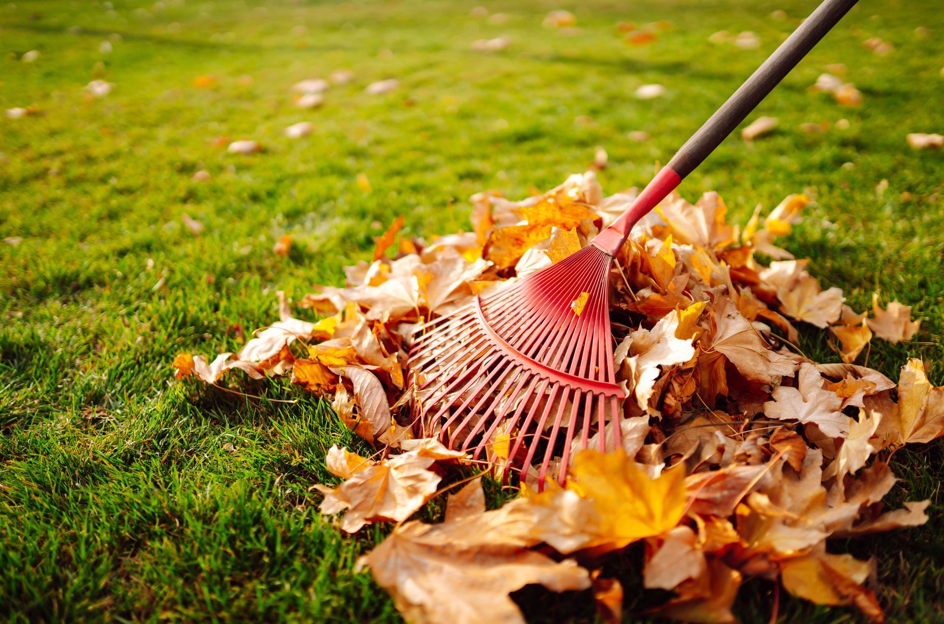 Red rake gathering autumn leaves on green grass outdoors
