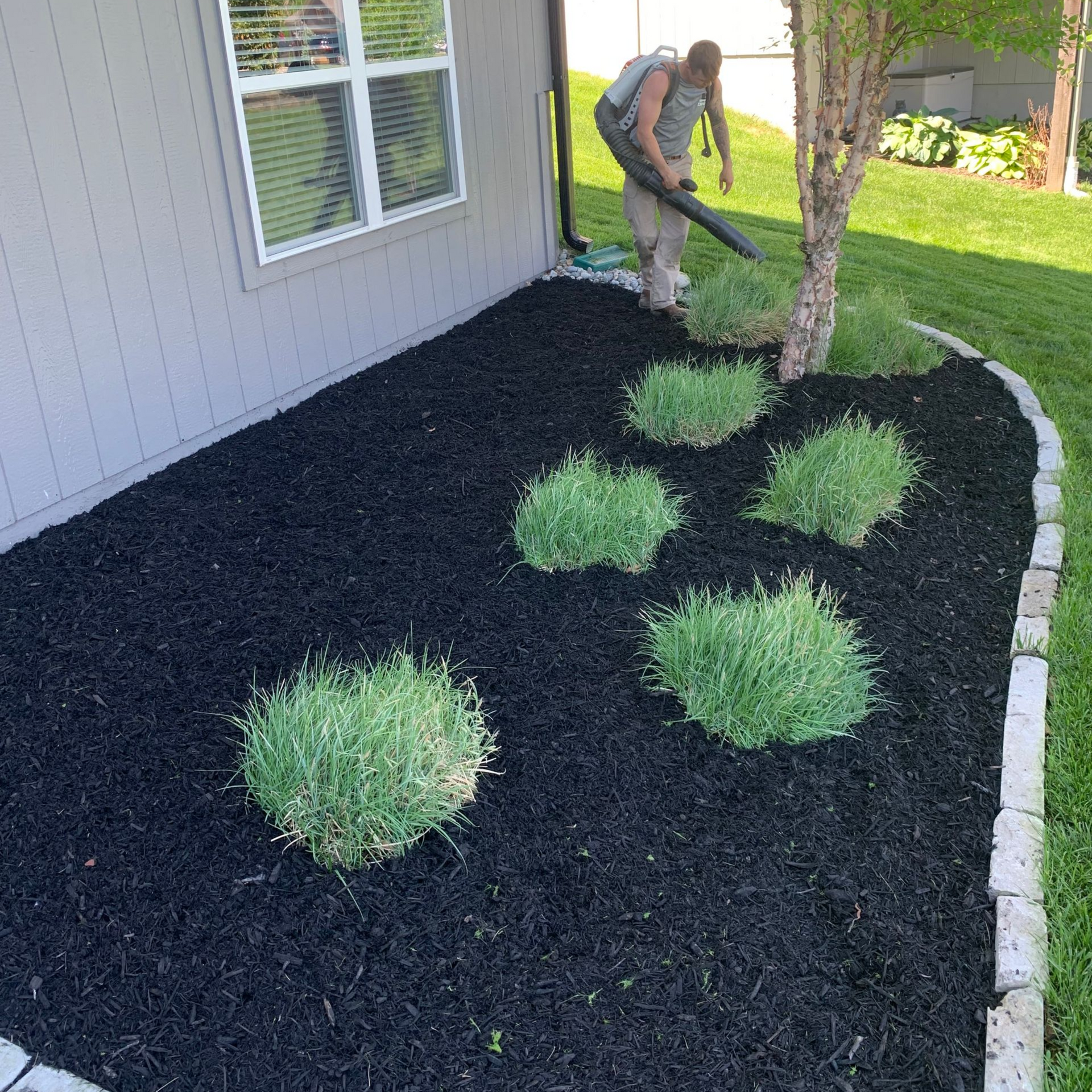 Person using leaf blower on a landscaped bed with dark mulch and green plants next to a house.