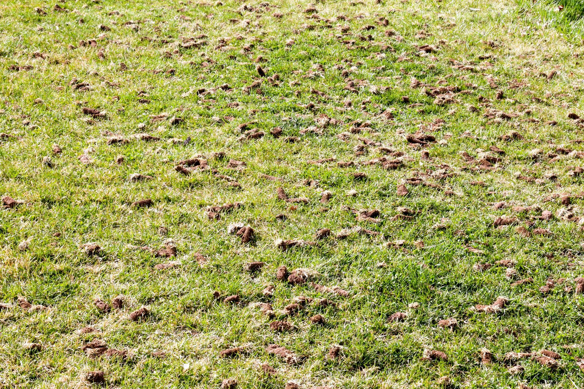 A lawn with aeration holes in it to reduce compaction