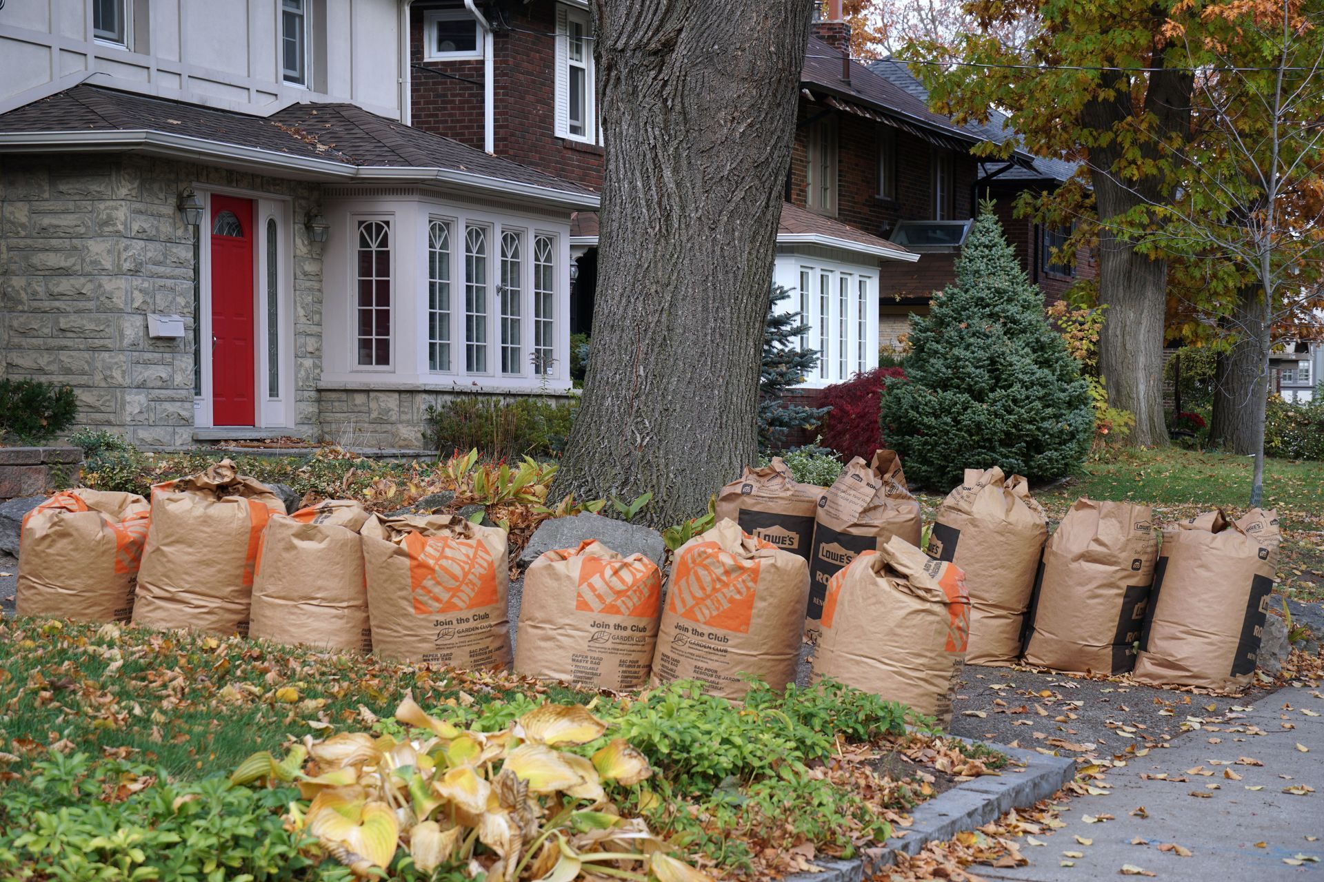 Brown paper leaf bags lined up on a residential lawn, in front of houses with fall foliage.