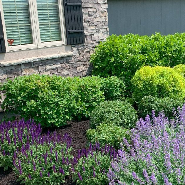 A garden with purple flowers and green plants in front of a house.