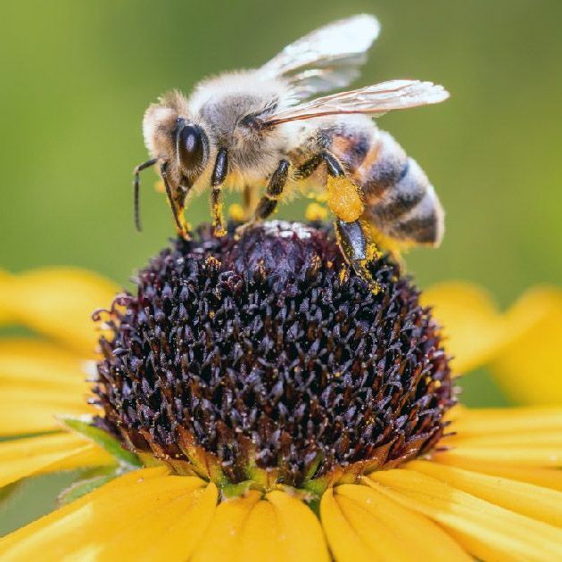 a bee pollinator is sitting on top of a yellow flower in a garden