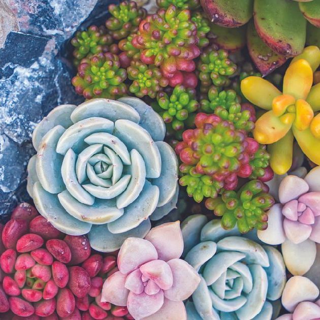 a bunch of different types of succulents are sitting on a rock .