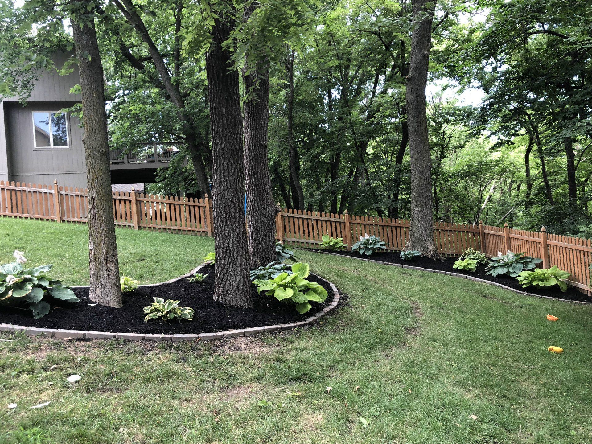 A lush green yard with a wooden fence and trees in the background.