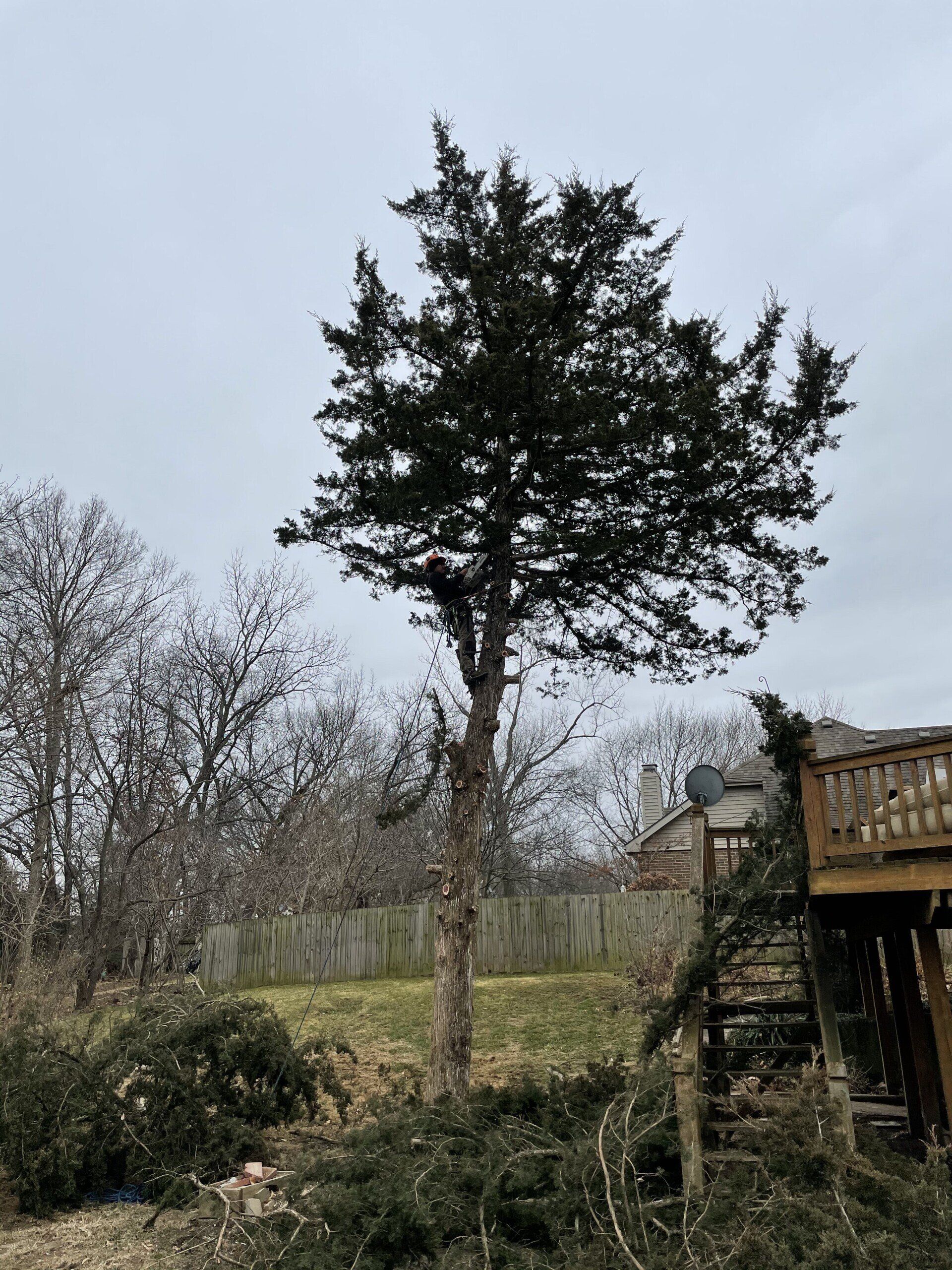 A large tree is in the middle of a yard next to a house.