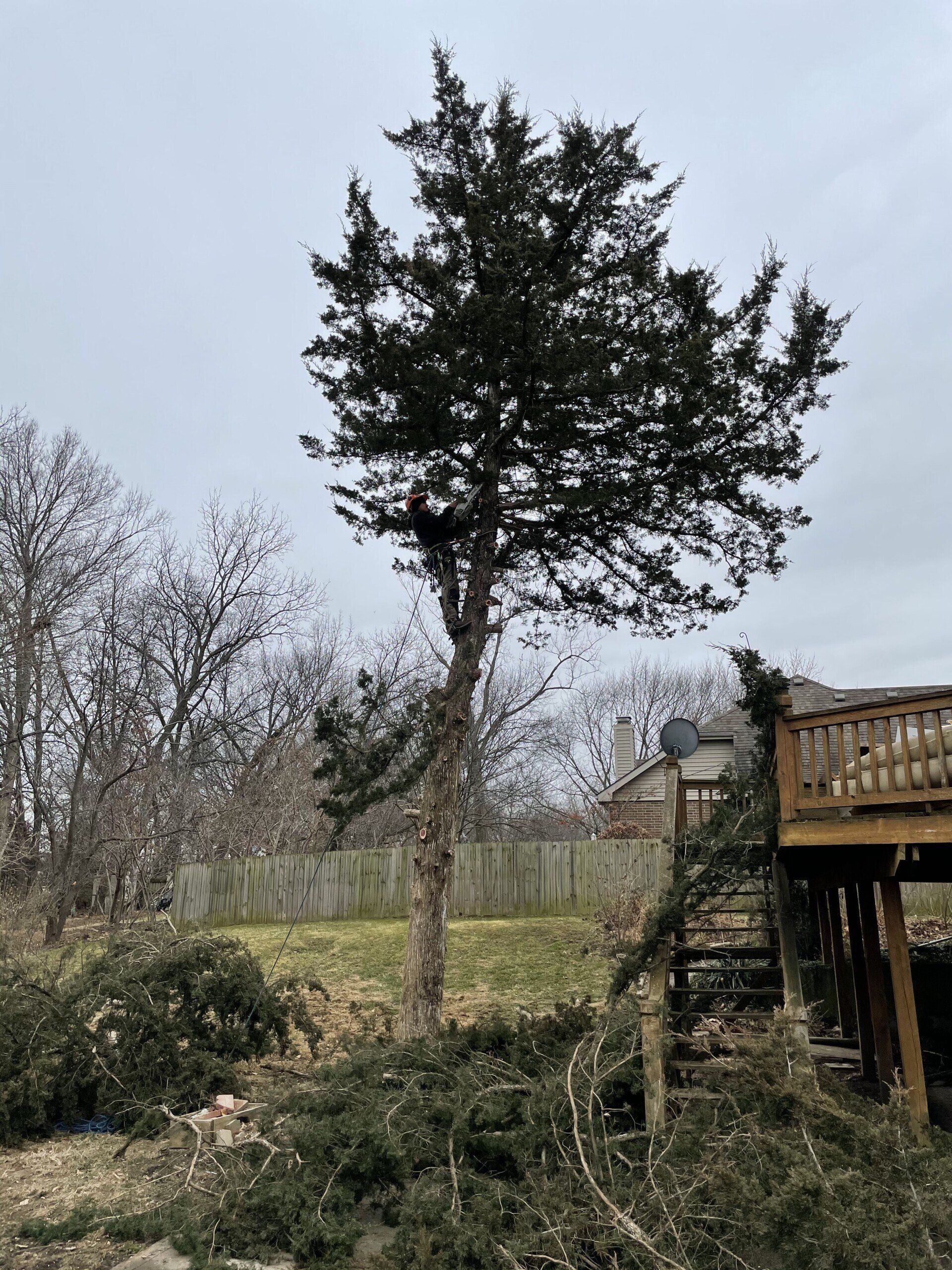 A tree is standing in the middle of a yard next to a deck.