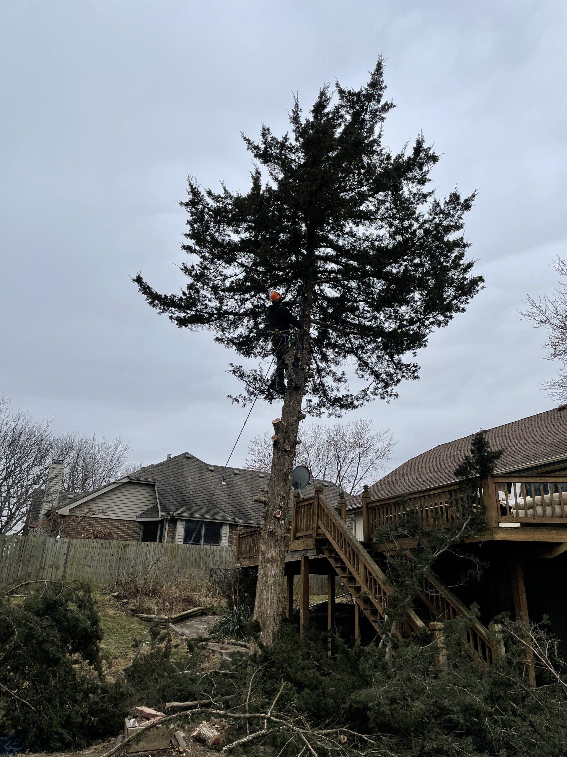 A man is climbing a tree in front of a house.
