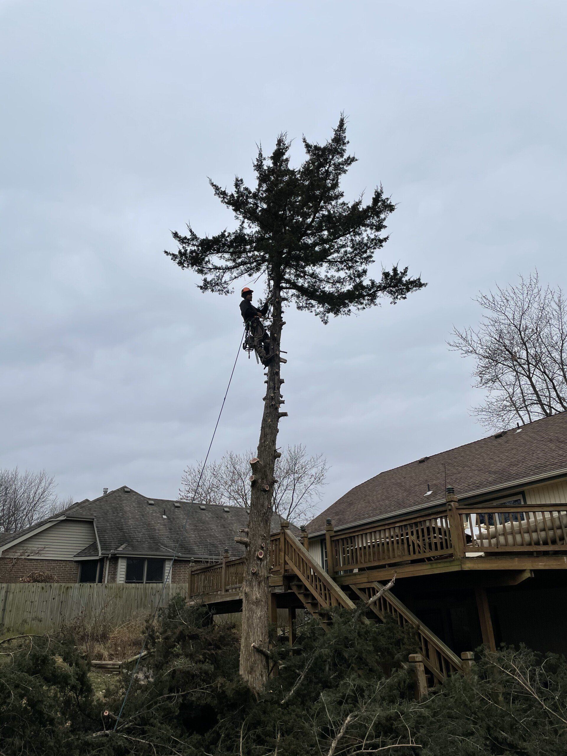 A man is climbing a tree in front of a house.