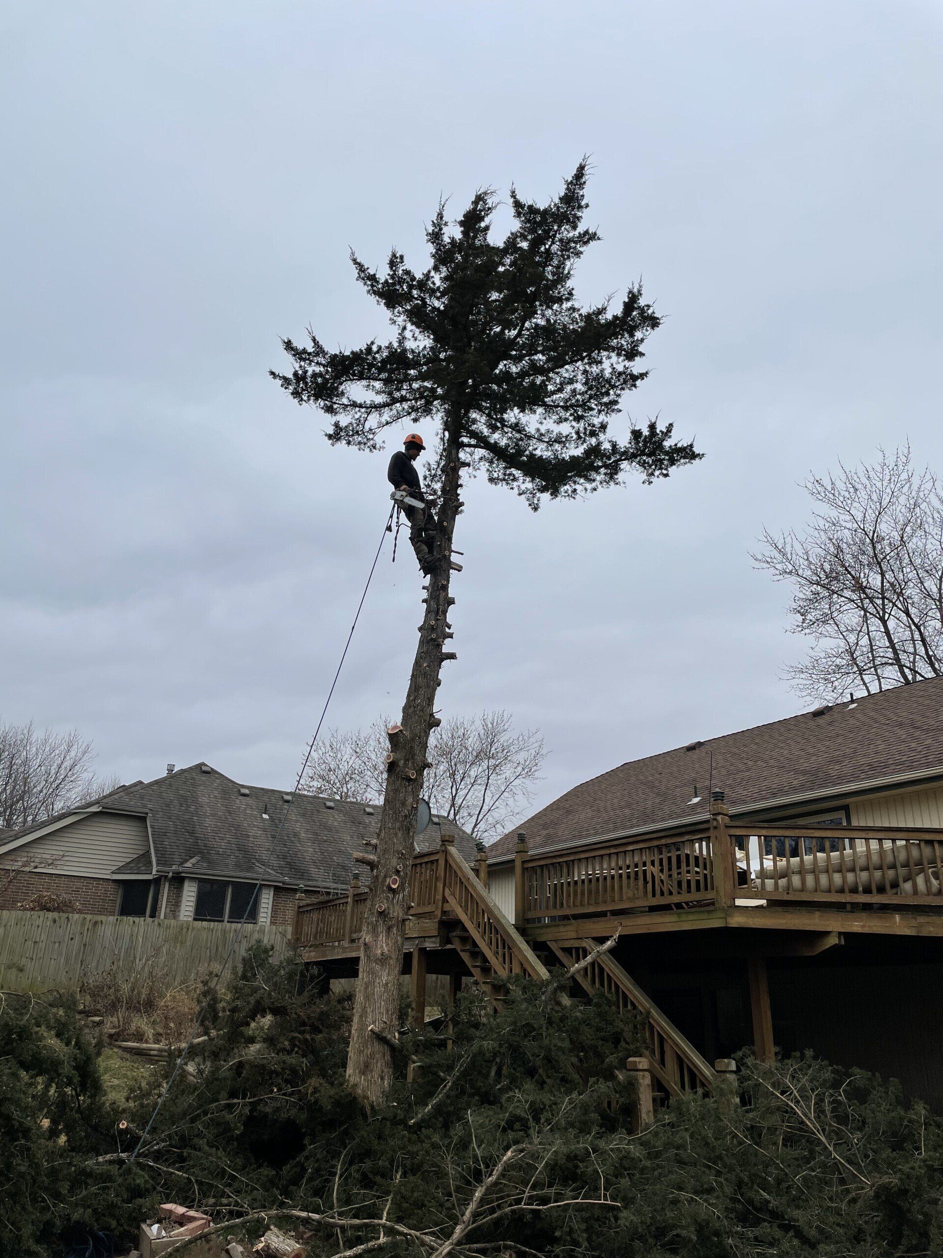 A man is climbing a tree in front of a house