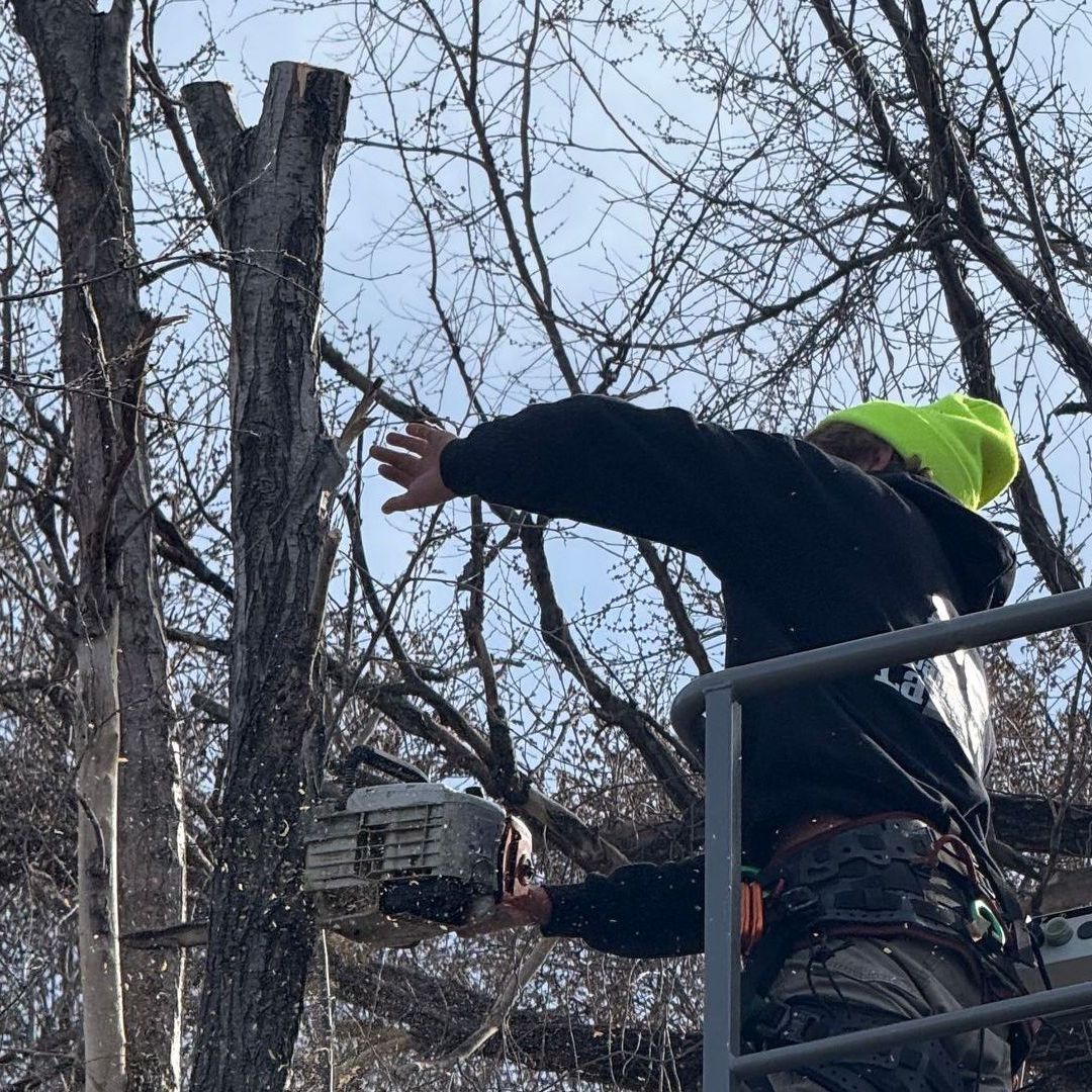 Certified arborist in Kansas City using professional tree-trimming equipment for safe, precise cuts
