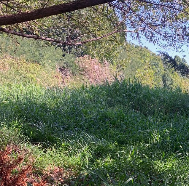 What Plants Cause the Most Allergies in Kansas City?