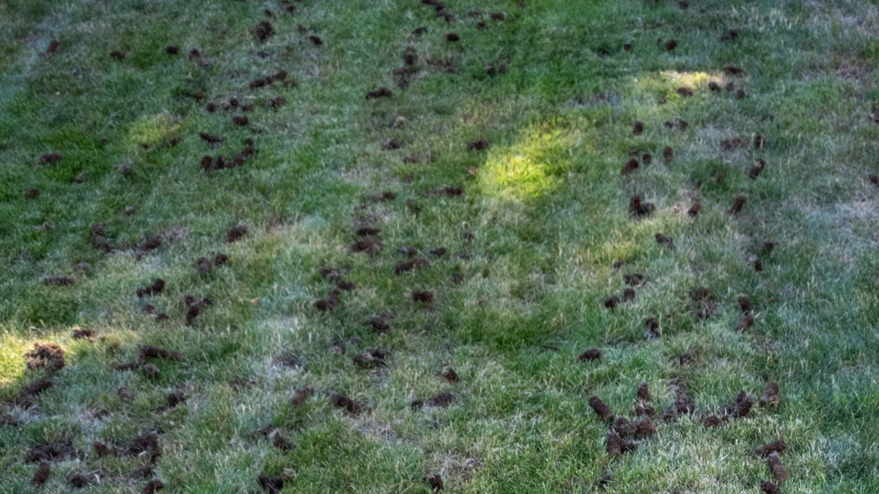Quality lawn aeration in Kansas City