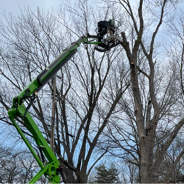 A green crane is cutting a tree without leaves.