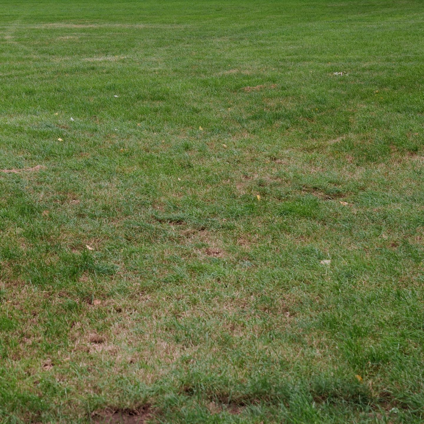 A grassy lawn with patches of thin, brown grass that needs lawn care