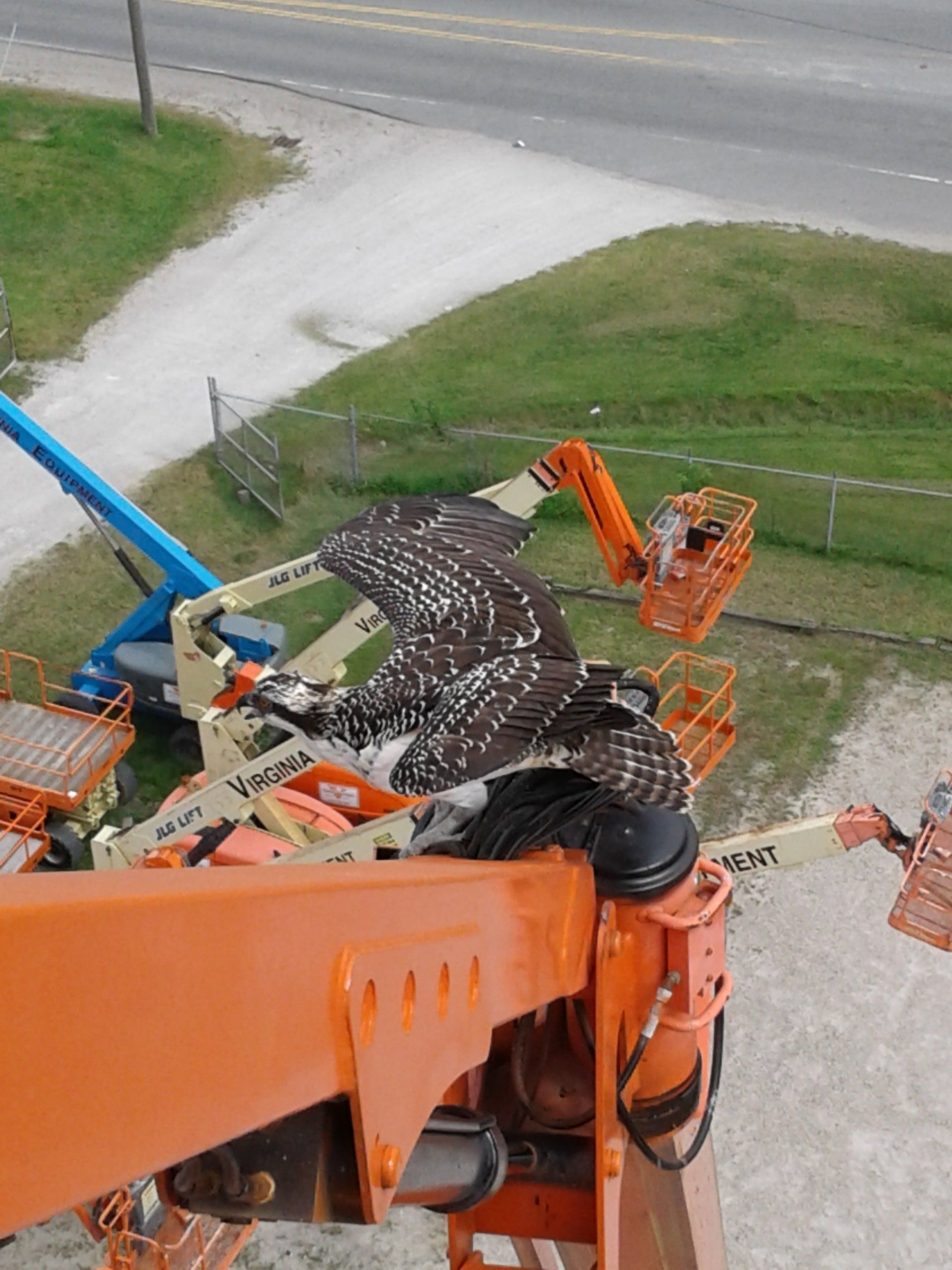 Osprey — Chesapeake, VA — Virginia Equipment Rental