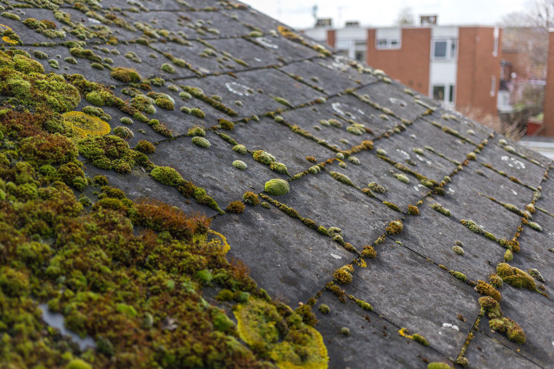 A roof with moss growing on it and a building in the background.