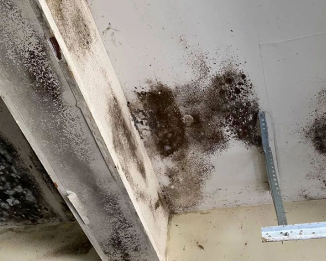 A room with a lot of mold on the walls and ceiling.