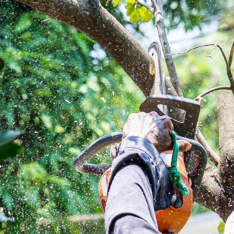 Person using an orange chainsaw to cut a tree branch. Sawdust flies in the air.