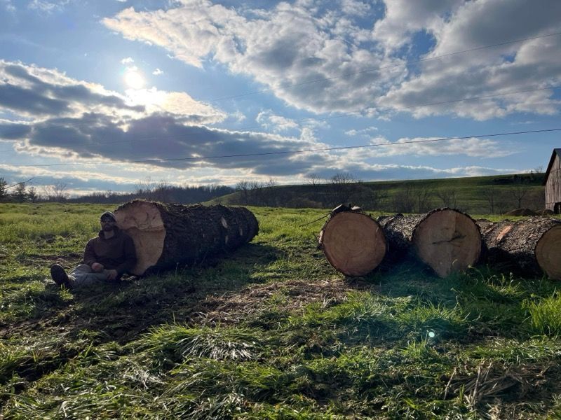 Arborist in orange shirt using chainsaw to trim a tall evergreen tree on a sunny day.