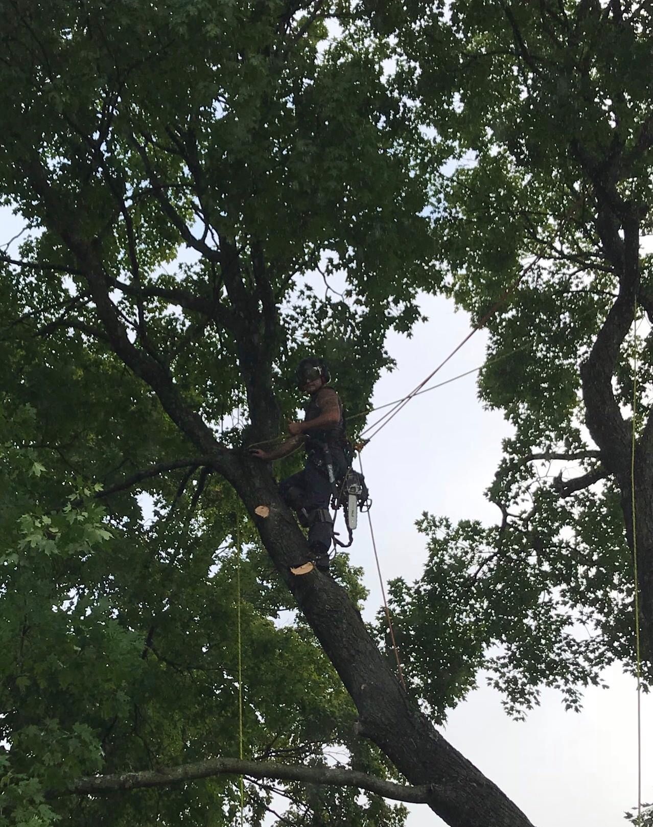 Arborist in a tree, trimming branches, attached to ropes and harness, working outdoors on a cloudy day.