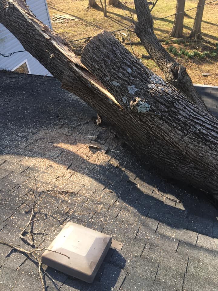 Tree trunk on a roof, causing damage. Sunlight on gray shingles and a white topped vent.