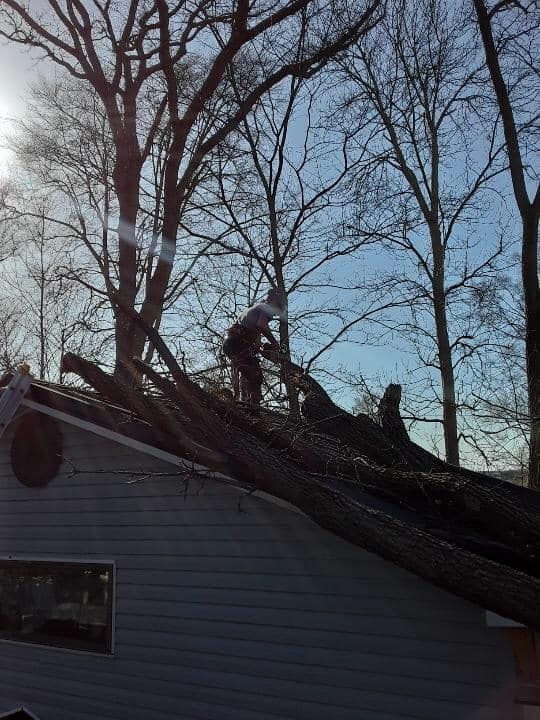 Person on a roof with fallen tree branches. Blue siding, clear sky, sunny.
