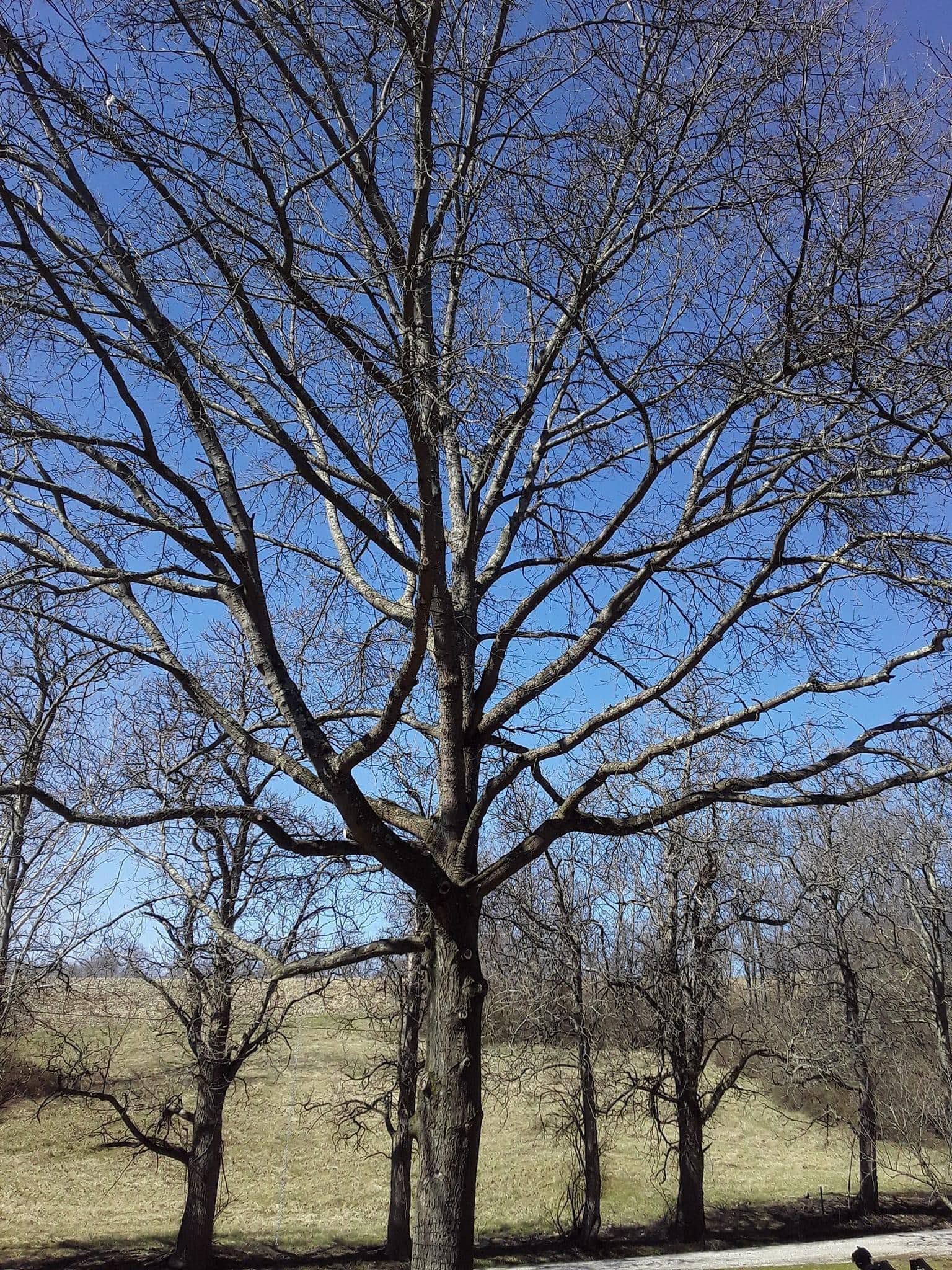 Bare tree with many branches against a blue sky, several smaller trees in a grassy field.