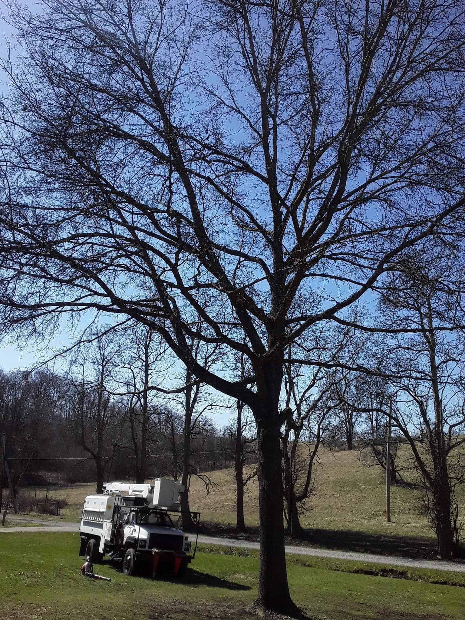 Tree trimming near a truck with a lift against a blue sky.