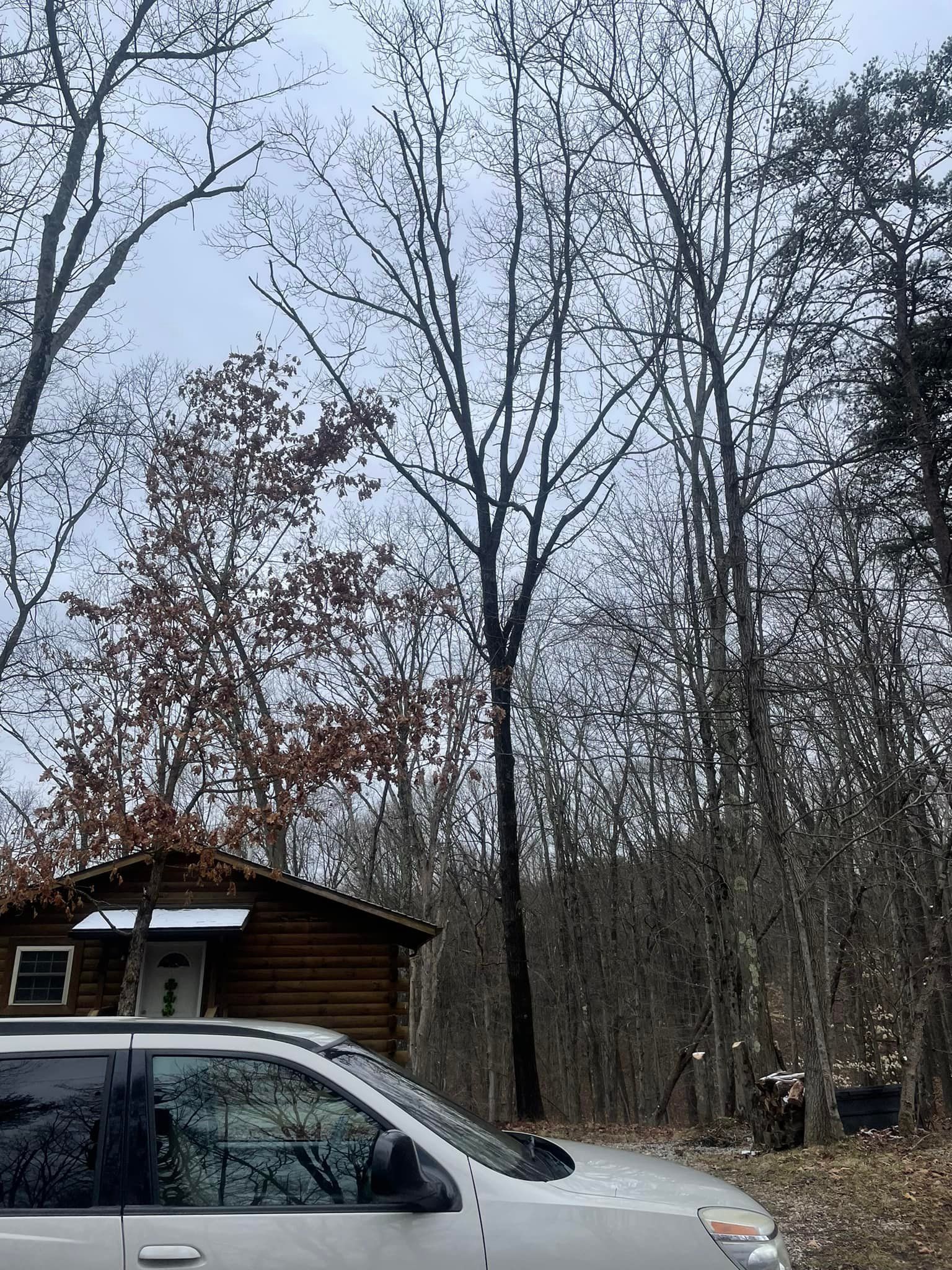 Tall, bare tree stands near a small log cabin and a vehicle on a cloudy day.