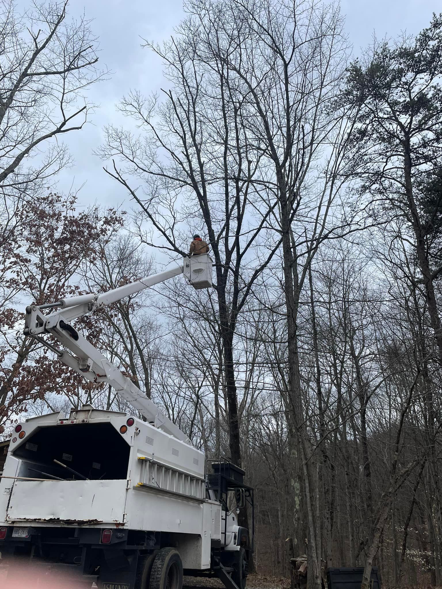 A tree service truck with a worker in the bucket trimming a tall tree against a cloudy sky.