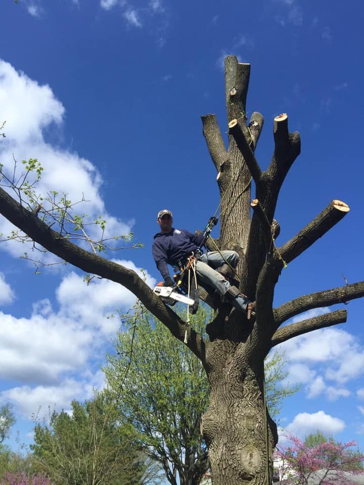 Arborist in a tree, cutting branches with a chainsaw, bright blue sky in the background.