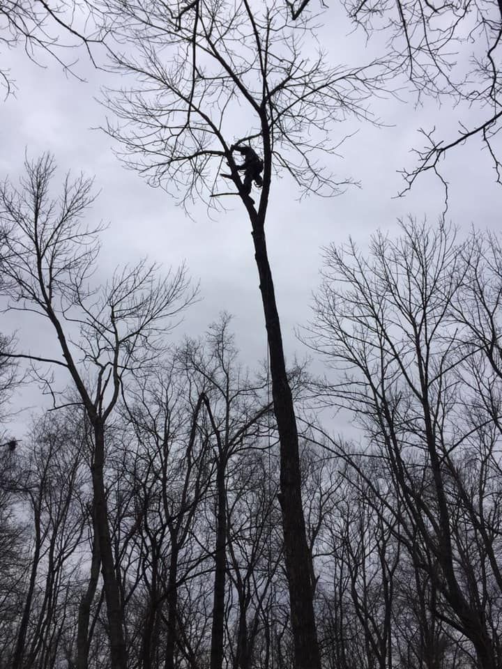 Person in tree pruning branches against a cloudy sky. Bare trees fill the background.
